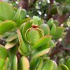 Jewellery Origami Doll | Handmade Cactus Ring And Bangle